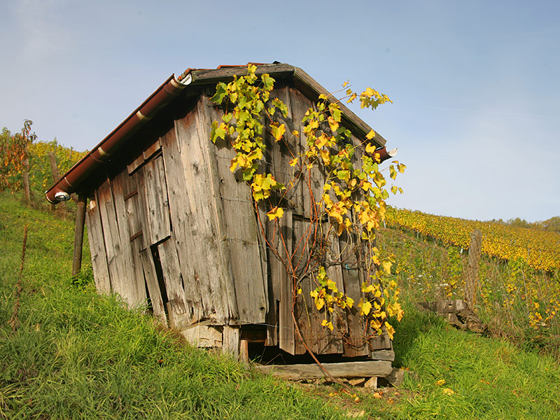 Vom Weinbau geprägte Kulturlandschaft am Altenberg